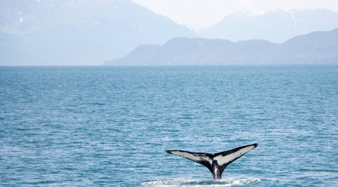 As baleias e o papel das políticas ambientais frente ao turismo crescente no sul de Santa Catarina